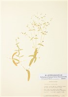 藏品(大萼繁縷)的圖片